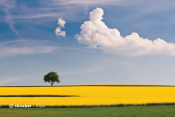 Sample image: Field of yellow flowers
